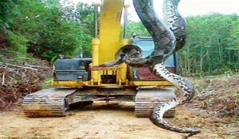 33-foot-long anaconda discovered in brazil